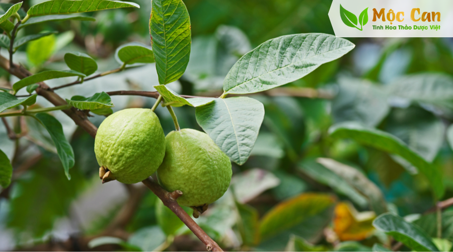 Điều trị tiểu đường từ thảo dược tự nhiên 5 Điều trị tiểu đường từ thảo dược tự nhiên 5